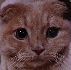 周南市Ｍ様猫のまるちゃん