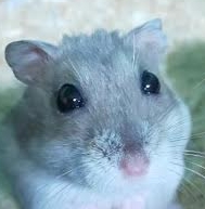 下松市Ｍ様ハムスターのジルちゃん