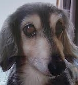 光市Ｋ様犬のウィルくん