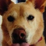 周南市Ｍ様犬のＱ太郎くん