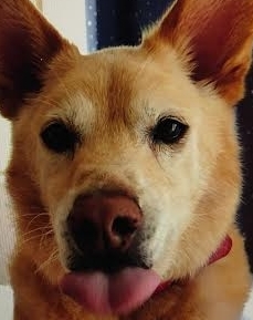 周南市Ｍ様犬のＱ太郎くん
