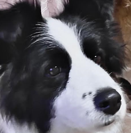 光市Ｍ様犬のローズちゃん