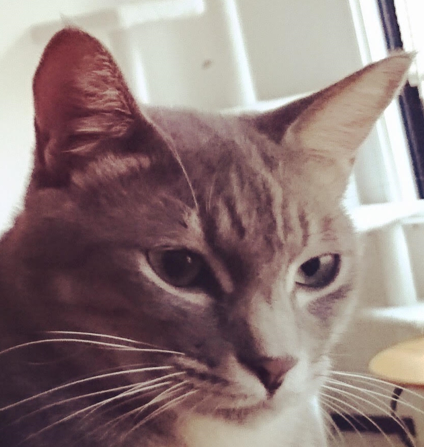 周南市Ｎ様猫のディオくん