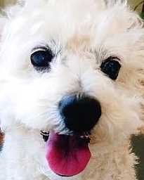 周南市Ａ様犬のモカくん