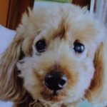 周南市Ｉ様犬のマロンくん