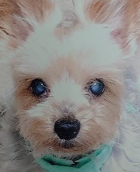 下松市Ｋ様犬のくぅちゃん