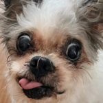 周南市Ｕ様犬のジュンくん