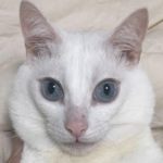 岩国市Ｎ様猫のりくくん