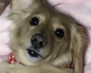 光市Ｈ様犬のモモちゃん