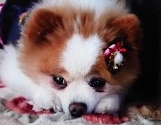 周南市Ｏ様犬のナナちゃん