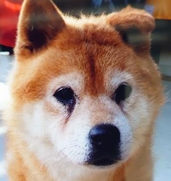 光市Ｙ様犬の龍くん