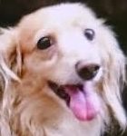 光市Ｙ様犬のナナちゃん