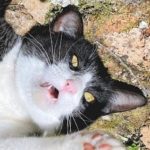 周南市Ｍ様猫のみーちゃん