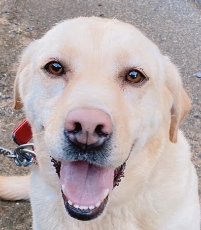 周南市Ｍ様犬のベルナちゃん