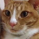 平生町Ｋ様猫のみきおくん