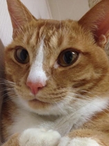 平生町Ｋ様猫のみきおくん