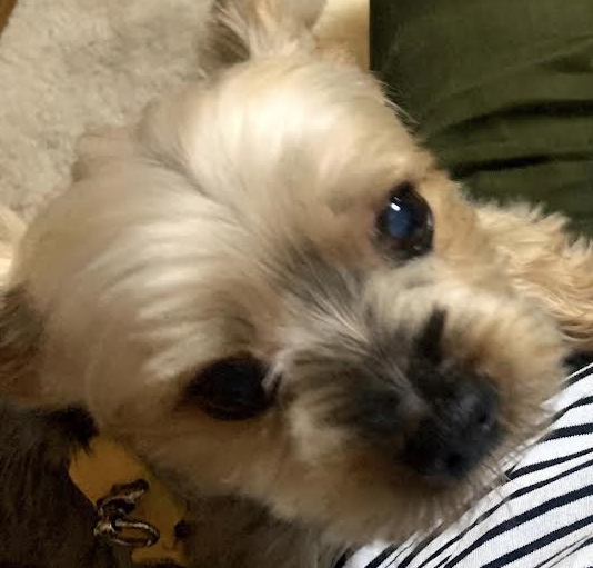 平生町Ｈ様犬のクッキーくん