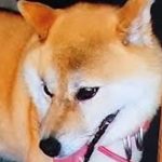 柳井市Ｔ様犬の優ちゃん