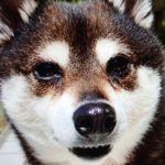 下松市Ｓ様犬の七星ちゃん