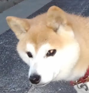 光市H様犬のモコちゃん | 小田ペット葬祭