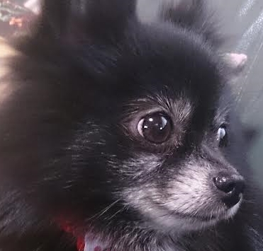 周南市M様犬の春ちゃん