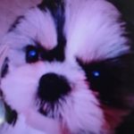 岩国市Ｍ様犬の福ちゃん