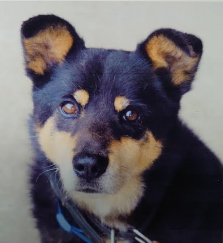 周南市Ｏ様犬のくうちゃん