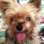 柳井市Ｏ様犬のあいらちゃん