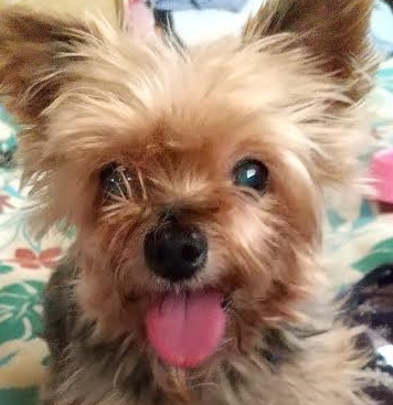 柳井市Ｏ様犬のあいらちゃん