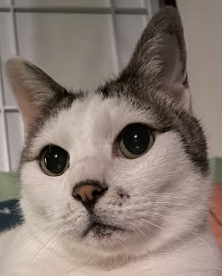 周南市Ｙ様猫のパンくん