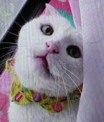 光市Y様猫のサスケくん