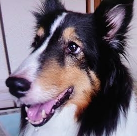 周南市Ｈ様犬のシェリーちゃん