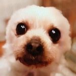 平生町Ｈ様犬のあずきちゃん
