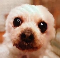 平生町Ｈ様犬のあずきちゃん
