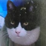 防府市Ｔ様猫のジョンくん