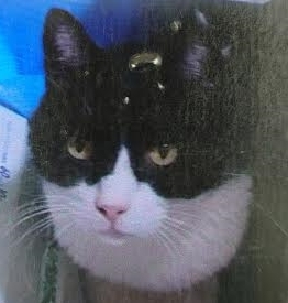 防府市Ｔ様猫のジョンくん