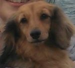 光市Ｍ様犬のももちゃん