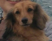 光市Ｍ様犬のももちゃん