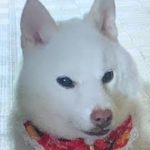 岩国市Ｓ様犬のゆきちゃん