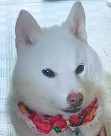 岩国市Ｓ様犬のゆきちゃん