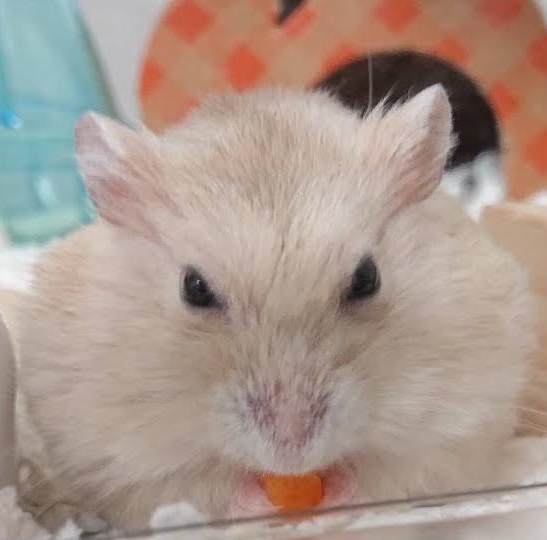周南市Ｋ様ハムスターのはむちゅくん