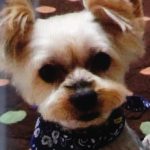 下松市Ｔ様犬のリキくん