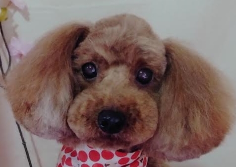 周南市Ｈ様犬のショコラちゃん