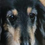 光市Ｓ様犬のアクアくん