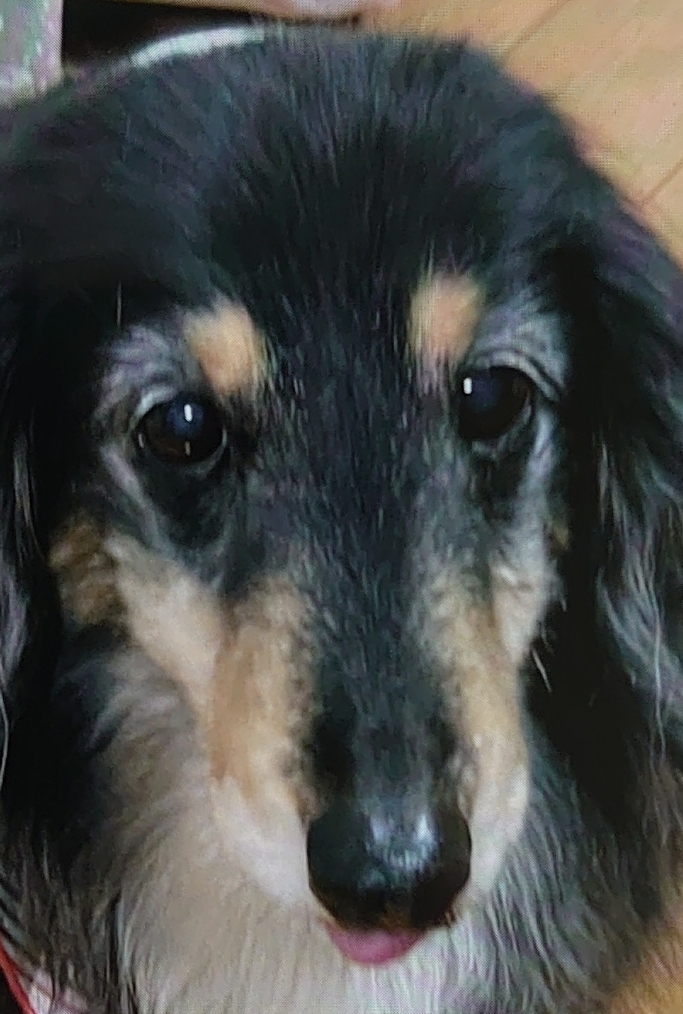 光市Ｓ様犬のアクアくん