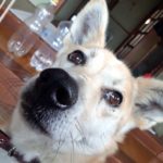 平生町Ｓ様犬の弥七くん