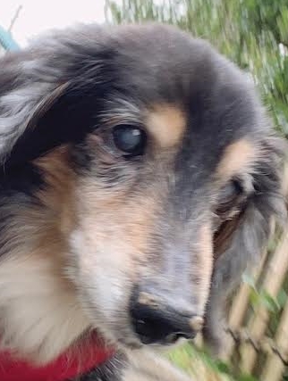 田布施町Ｎ様犬のシューくん