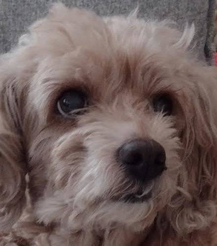 周南市Ｉ様犬のアフロくん