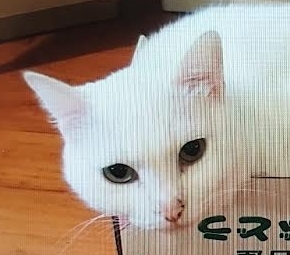下松市Ｙ様猫のミルクちゃん