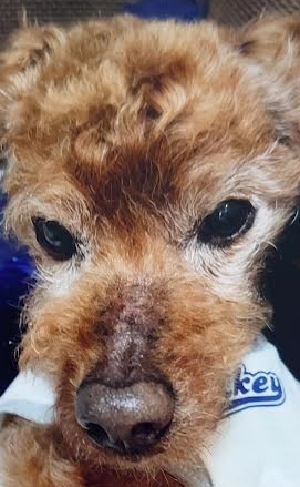 田布施町Ｏ様犬のリボーンくん